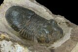 Bargain, Paralejurus Trilobite - Atchana, Morocco #119029-3